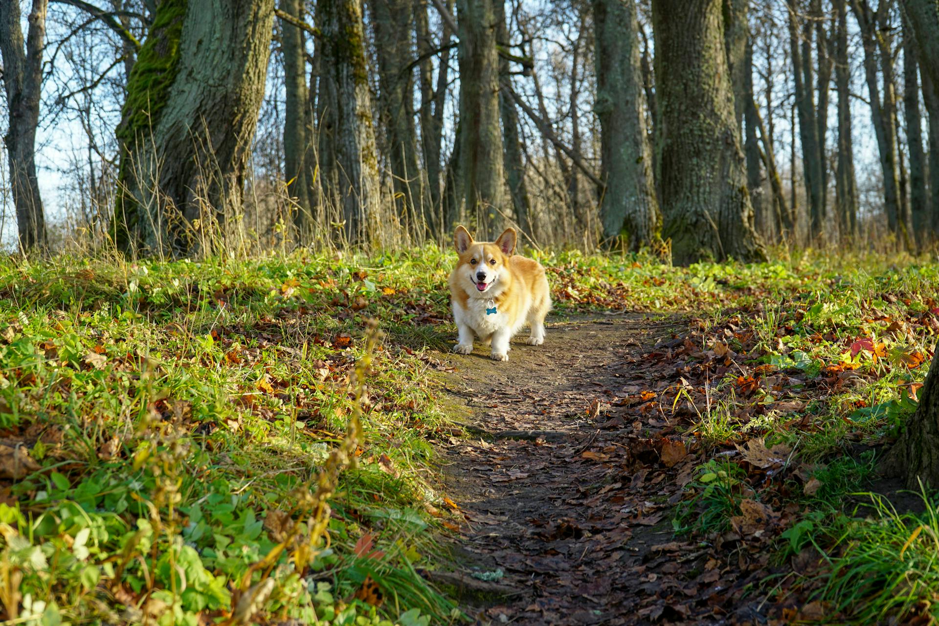 En söt Pembroke Welsh Corgi i skogen