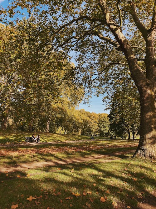 Green Grass Field With Trees