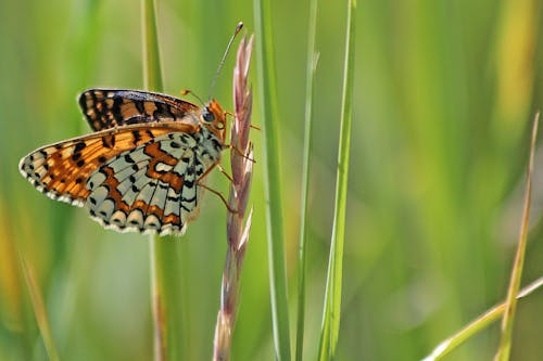 Close-Up Shot of a Butterfly Perched on a Grass