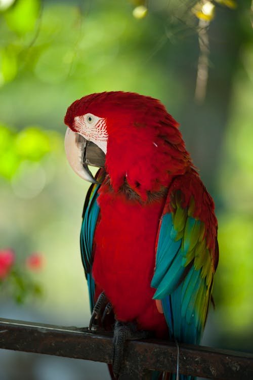無料 コンゴウインコ鳥 写真素材