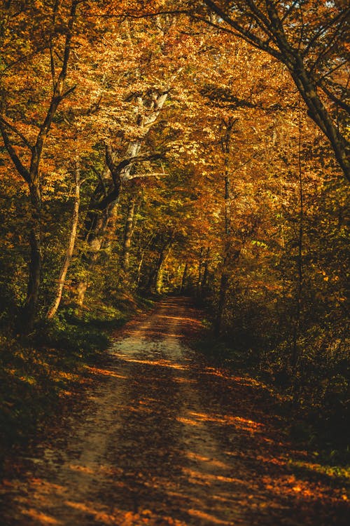 Free Unpaved Road in the Forest of Autumn Trees Stock Photo