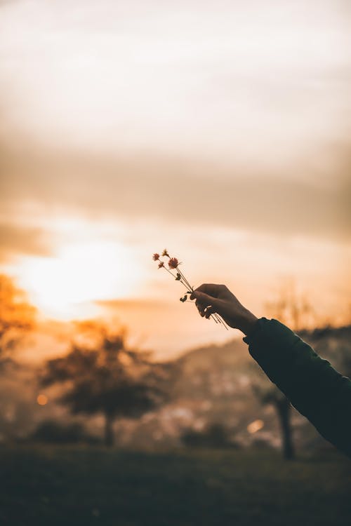 Free Person Holding Flowers During Sunset Stock Photo