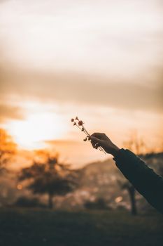 A hand holding flowers against a dramatic sunset sky, creating a serene silhouette.