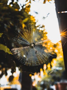 Close-up of a spiderweb illuminated by sunlight with a blurred natural background.