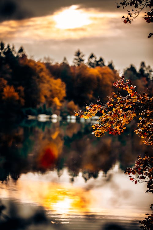 Free stock photo of autumn background, colors of autumn, fall colors