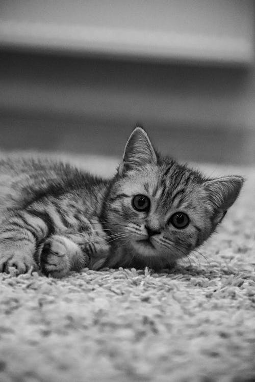 Grayscale Photo of a Kitten Lying on the Floor · Free Stock Photo