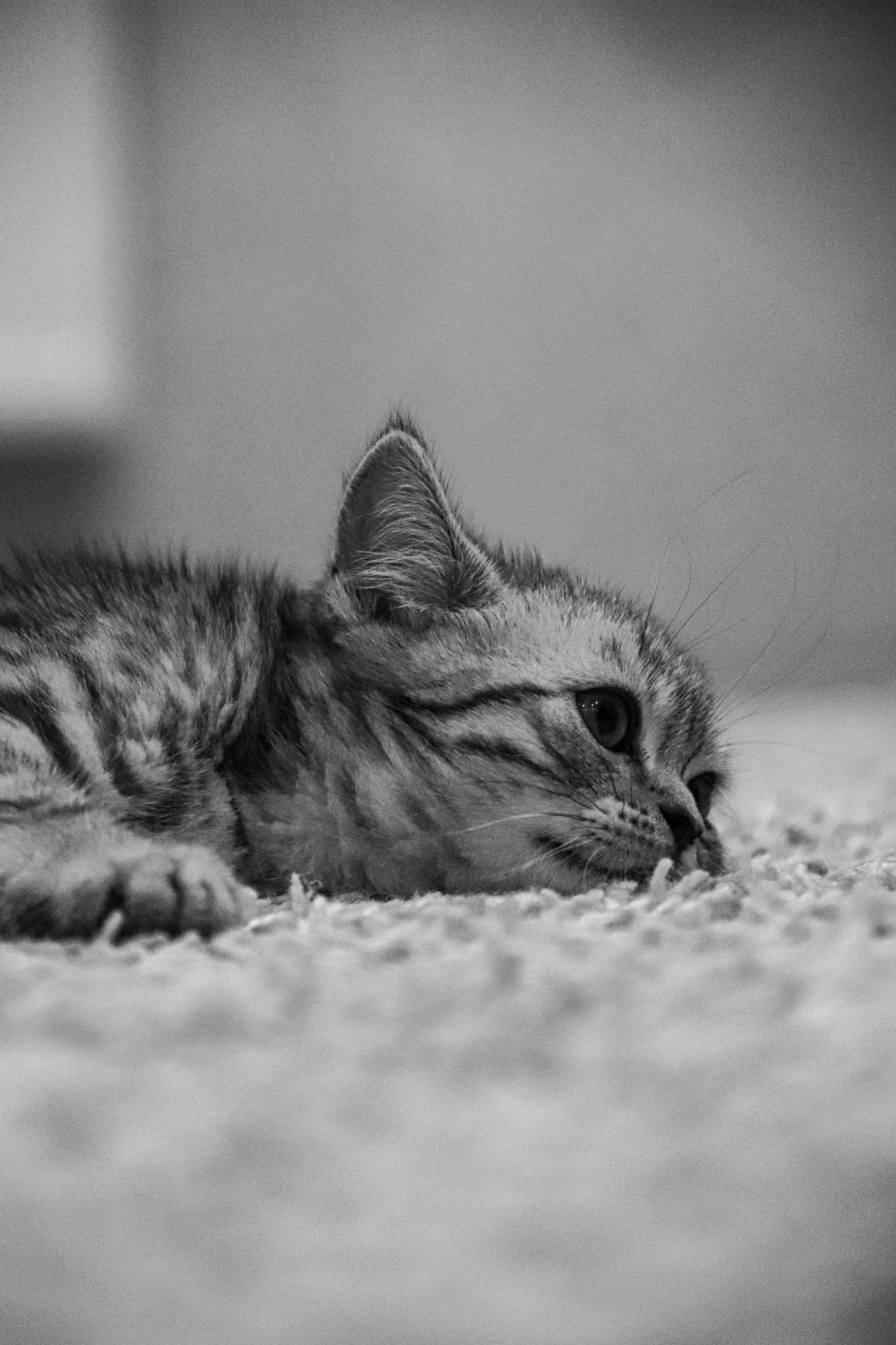 Grayscale Photo of a Tabby Kitten Lying on the Floor · Free Stock Photo