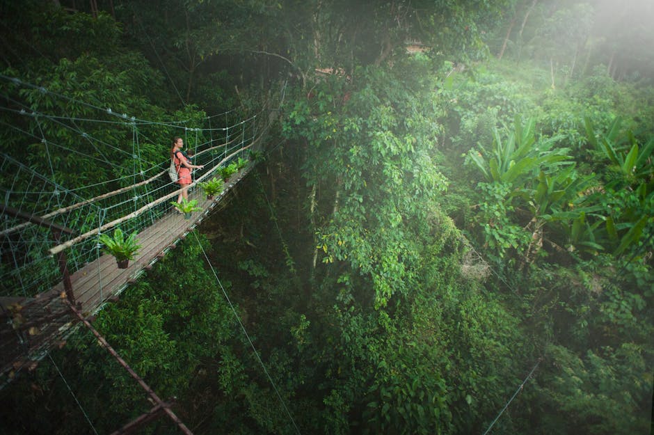 Tahune Airwalk Treetop Adventure in the Forest Tahune Airwalk Treetop Adventure in the Forest