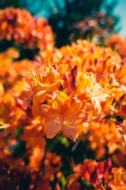 Close-up of vibrant orange azalea flowers blooming under the sunlight, showcasing nature's beauty in spring season.