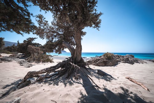 Foto profissional grátis de areia, árvores, céu azul