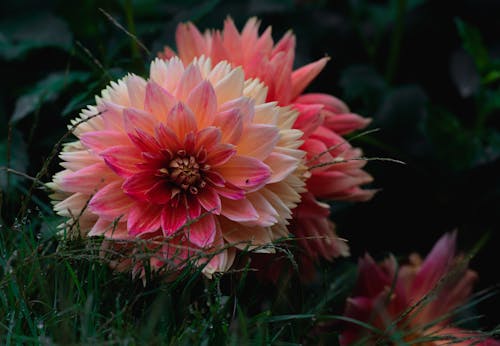 Free Close-Up Shot of a Pink Dahlia Pinnata in Bloom Stock Photo