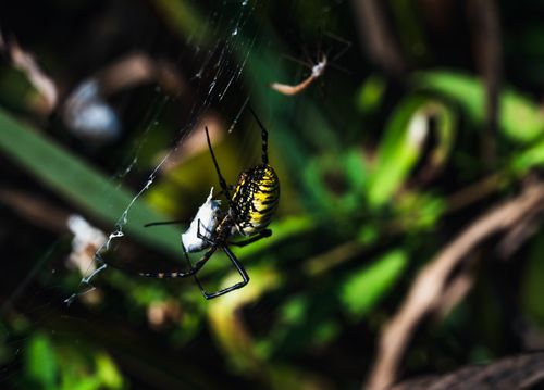 Free Close-up of a yellow garden spider weaving a web outdoors in natural light. Stock Photo