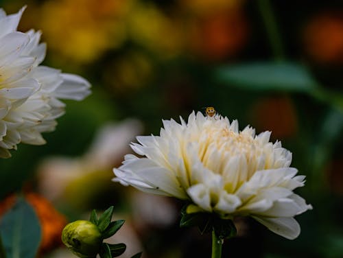 Free Close-Up Shot of a White Dahlia Pinnata in Bloom Stock Photo