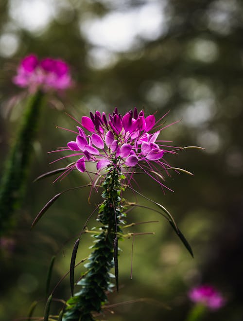 Close-Up Shot of Purple Flowers in Bloom