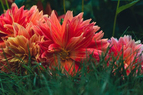 Close-Up Shot of Pink Dahlia Pinnata in Bloom