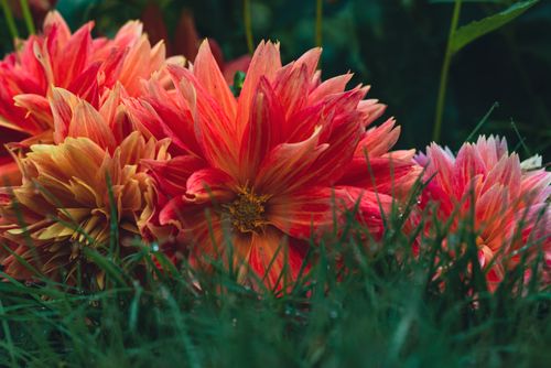 Free Close-up of vivid red and orange dahlia flowers amidst green grass, showcasing nature's beauty. Stock Photo