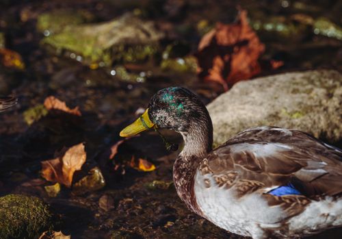 Free A detailed close-up of a mallard duck in an autumn stream, showcasing vivid plumage and fallen leaves. Stock Photo