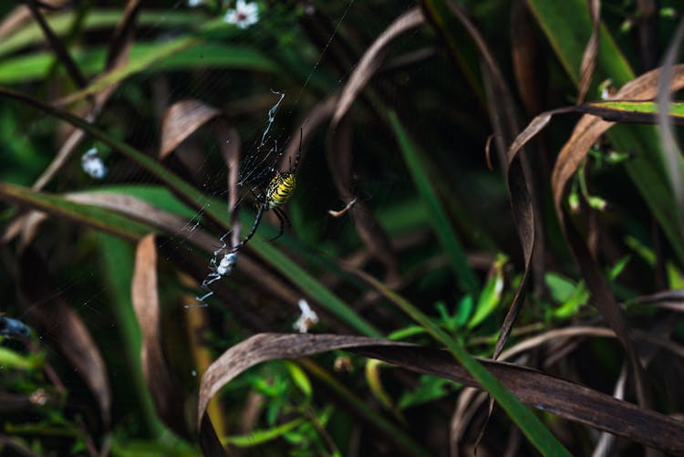 Spider On Net Among Leaves