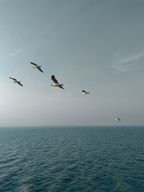 Free Seagulls Flying over Sea Stock Photo