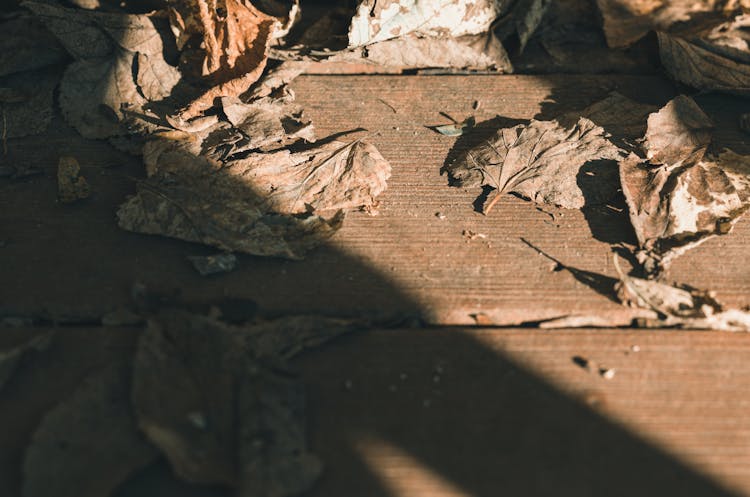 Dry Leaves On Wooden Path