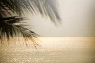 平静的海面上，闪闪发光的水和棕榈叶在明亮的天空下熠熠生辉