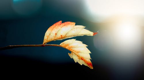 Fotobanka s bezplatnými fotkami na tému čerstvosť, deň, exteriéry