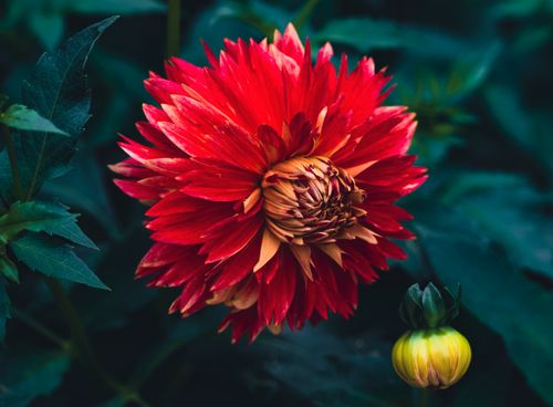 Free Close-up of a vibrant red dahlia flower showcasing its intricate petals and natural beauty. Stock Photo