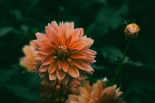Free Close-up of a vibrant dahlia flower in bloom amid lush greenery, highlighting its soft petals. Stock Photo