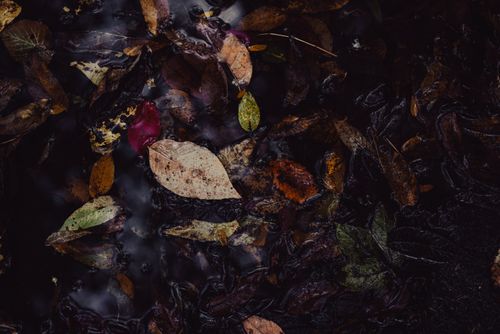 Free Dark, wet autumn leaves submerged in water reflecting a moody ambiance. Stock Photo