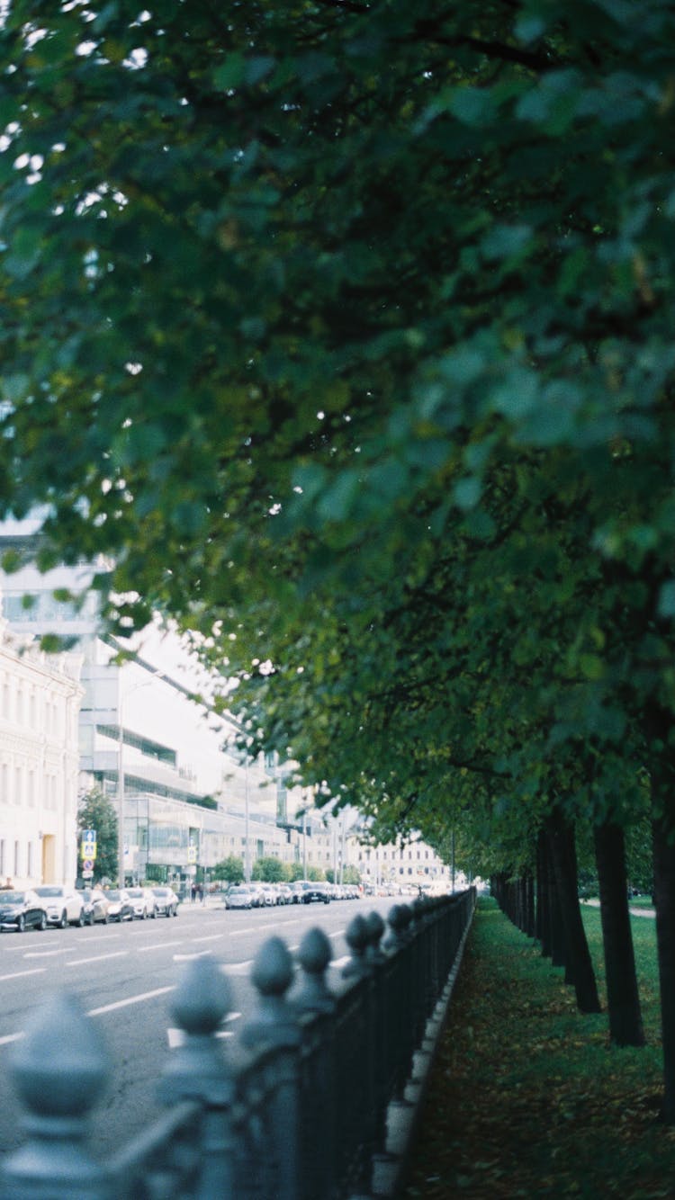 Path Under Trees In Park Near City Road