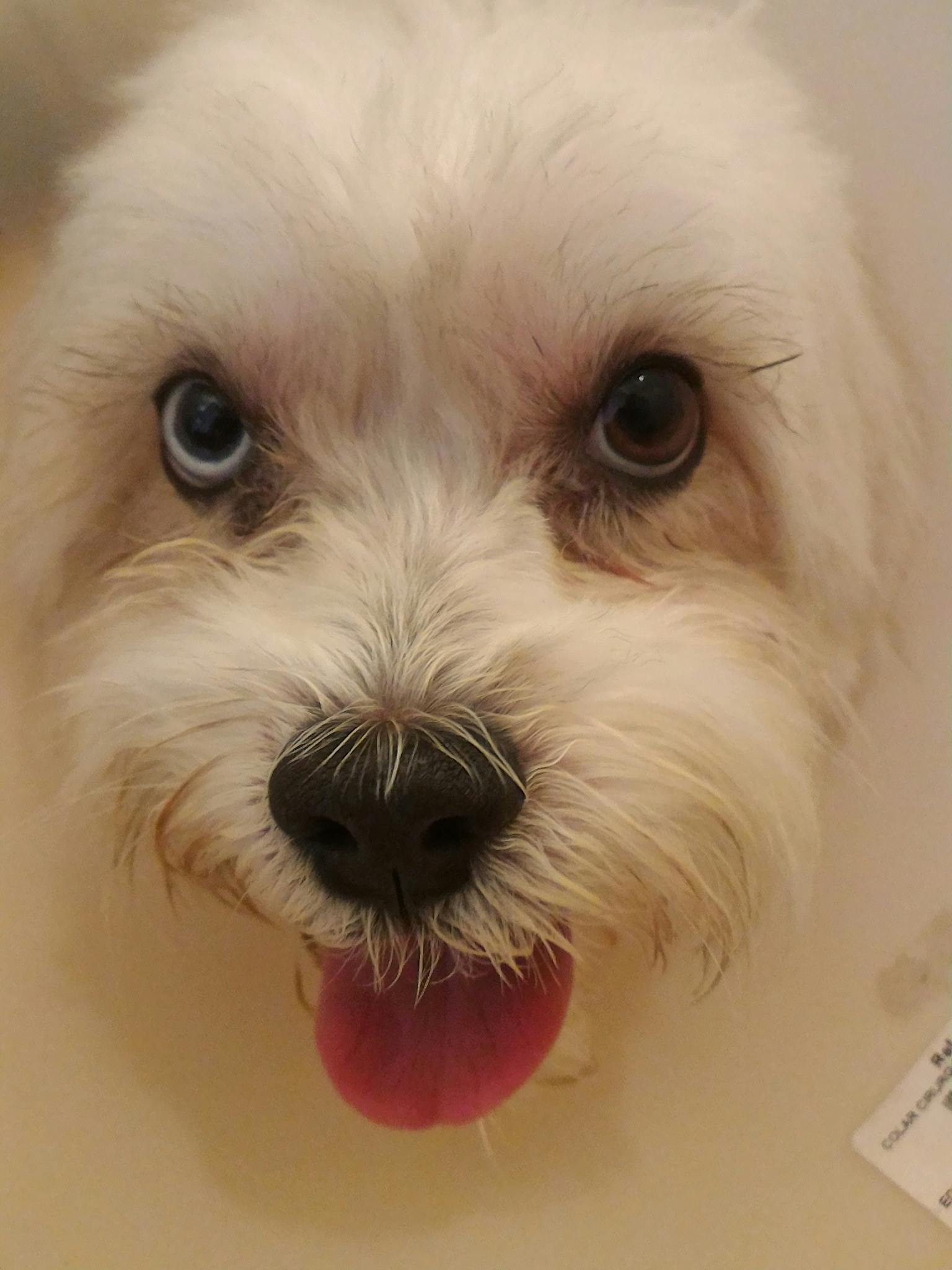 Free stock photo of Cachorro, dog, dog's nose
