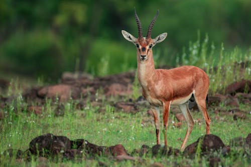 Gratis arkivbilde med åker, antilope, artiodactyla