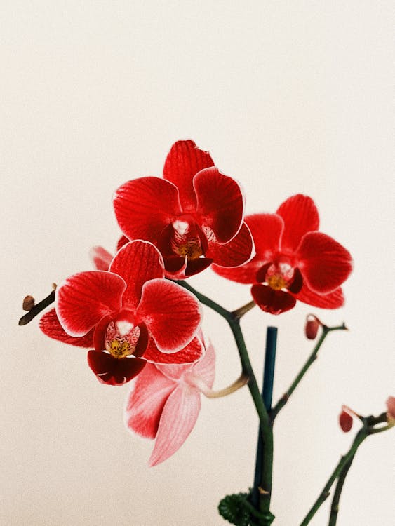 Vivid red orchids with detailed textures on petals, set against a soft white background.