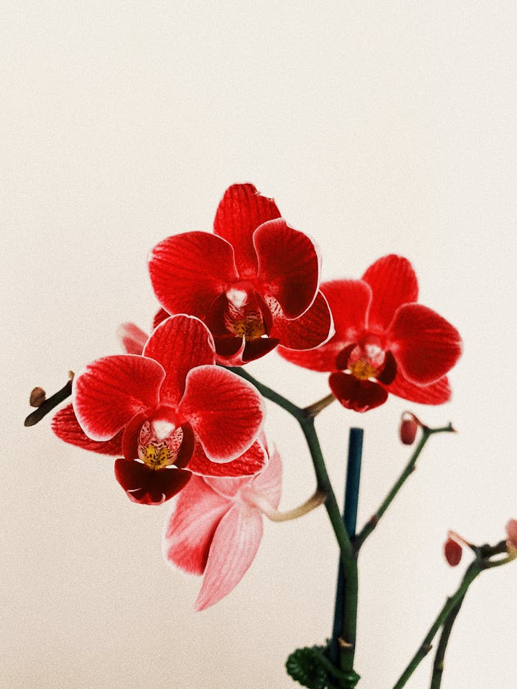 Red Orchid Flowers On Red Background