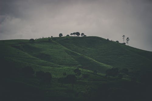 Montaña Cubierta De Hierba