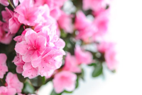 Pink Petaled Flowers