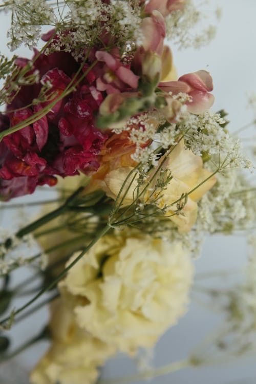 Bezpłatne Darmowe zdjęcie z galerii z flora, kwiaty, kwitnąć Zdjęcie z galerii