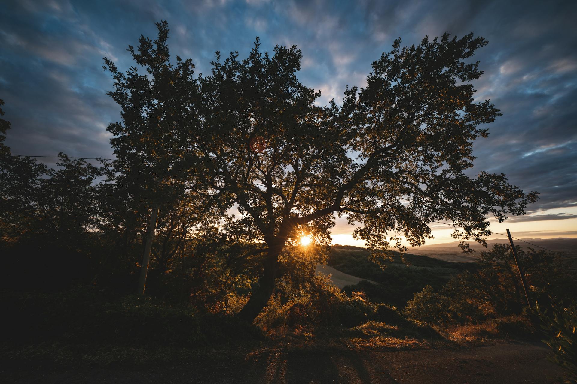 Silhouetted tree against a vibrant sunset sky, capturing the beauty of nature.