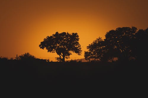 ฟรี คลังภาพถ่ายฟรี ของ ซิลูเอตต์, ต้นไม้, พลบค่ำ คลังภาพถ่าย