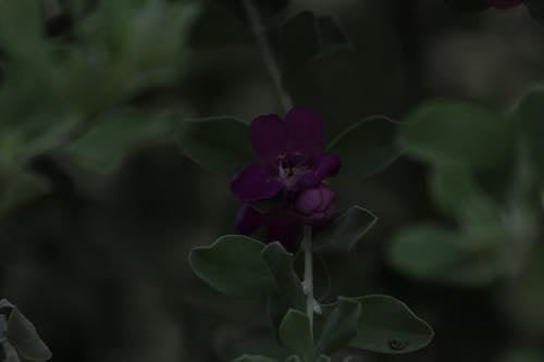 Fotobanka s bezplatnými fotkami na tému fialové kvety, flóra, kvet ovocného stromu