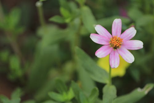 Close-Up Shot of a Purple Zinnia in Bloom