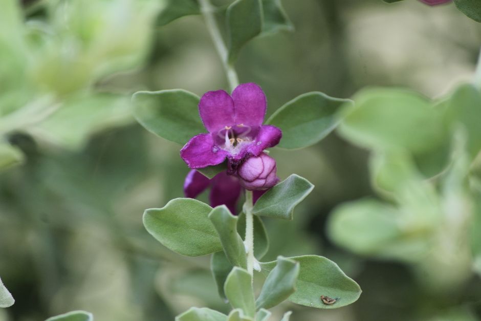 Brachypeza archytas