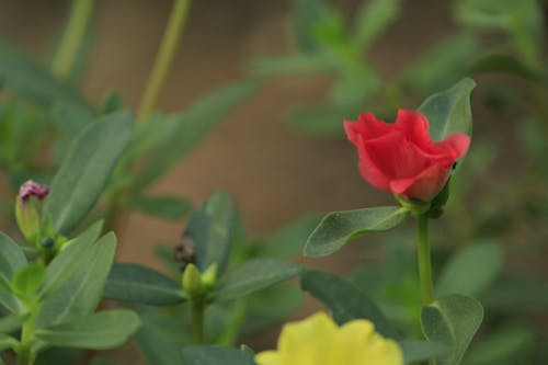 Free Close-Up Shot of a Red Flower in Bloom Stock Photo