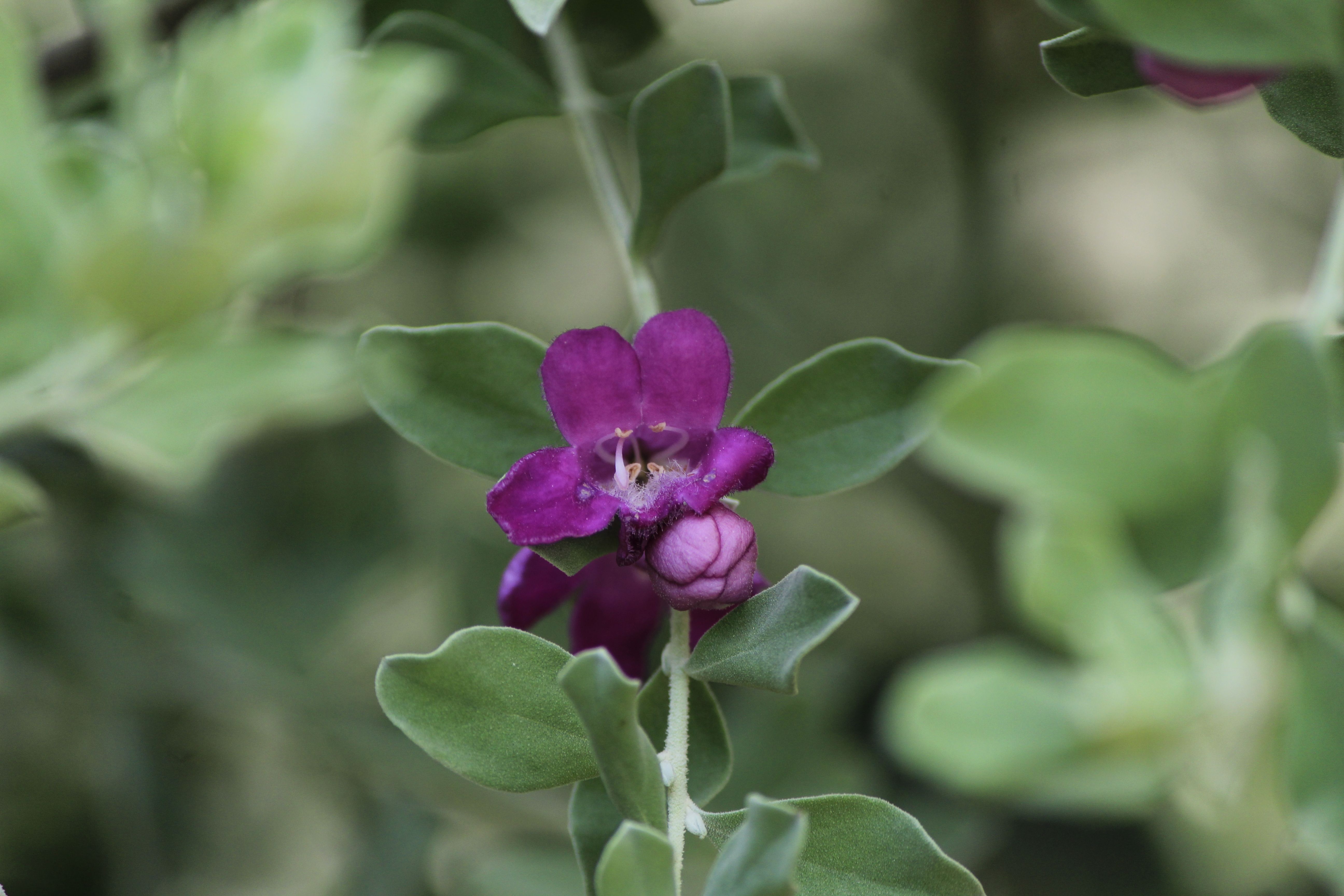 A delicate purple flower in full bloom with lush green leaves, captured in a natural setting.