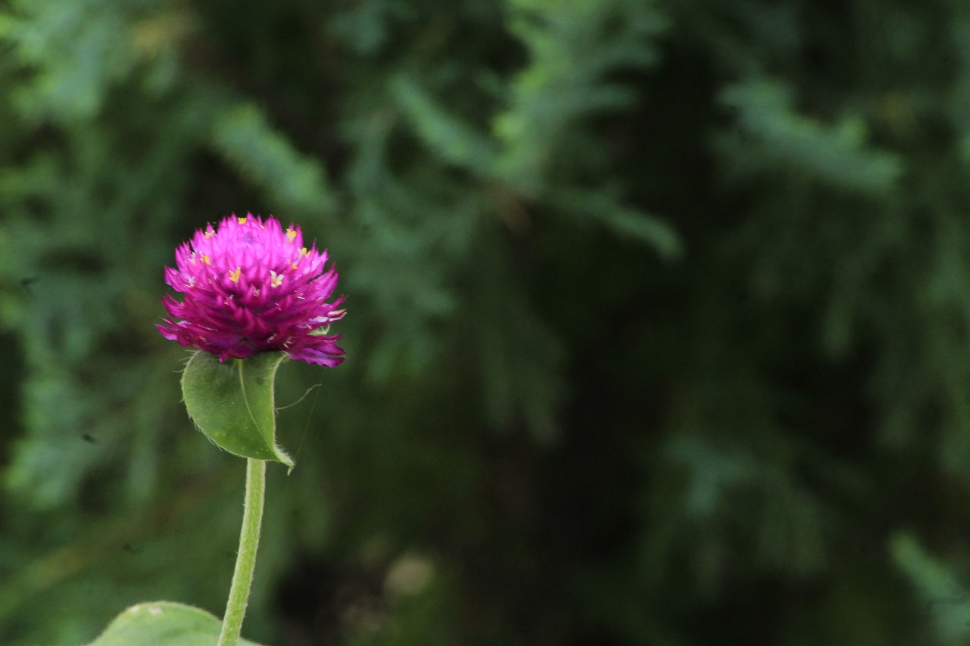 Close-up of a vivid purple Globe Amaranth flower with lush green background.