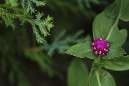 Close-Up Shot of a Purple Flower in Bloom