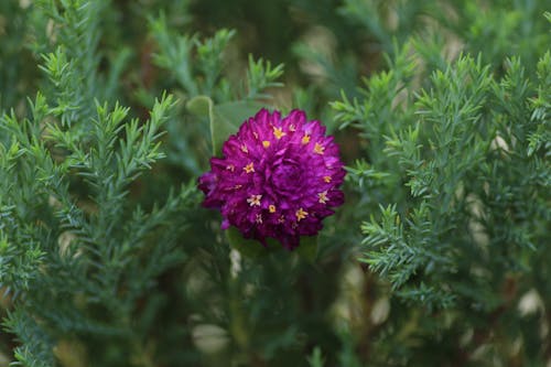 Close-Up Shot of a Purple Flower in Bloom