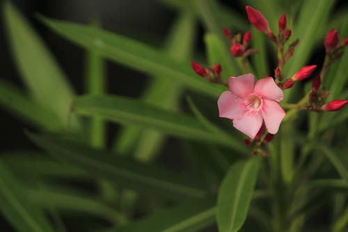 Close-Up Shot of a Pink Flower in Bloom