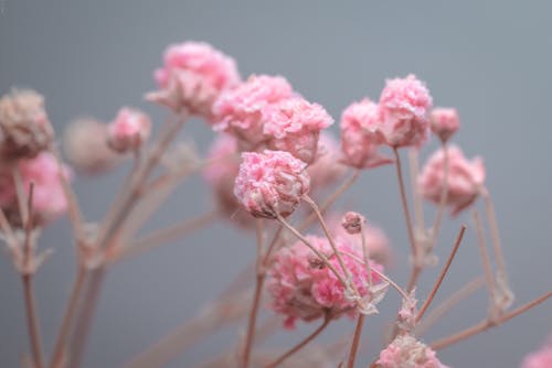 Close-Up Shot of Pink Flowers