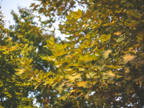 Close-up of fresh green maple leaves under daylight showcasing nature's beauty.